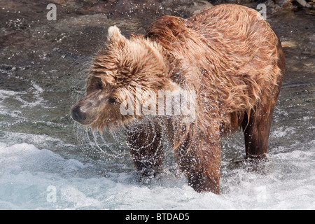 Brown Bear shakes dry in Funnel Creek, Katmai National Park, Southwest Alaska, Summer Stock Photo