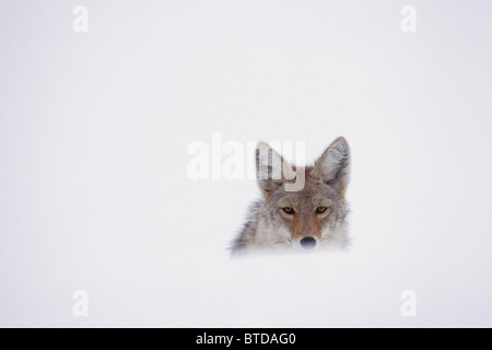 Coyote peering over a snow drift, Yellowstone National Park, USA, Winter Stock Photo