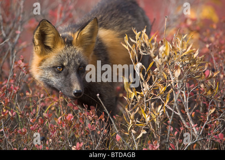 Close up portrait of a cross fox peering through blueberry and willow shrubs in Denali National Park, Alaska, Interior, Fall Stock Photo