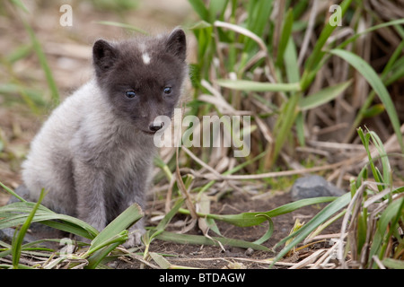 Close up of an Arctic Fox pup peering through grass, Saint Paul Island, Pribilof Islands, Bering Sea, Alaska, Summer Stock Photo