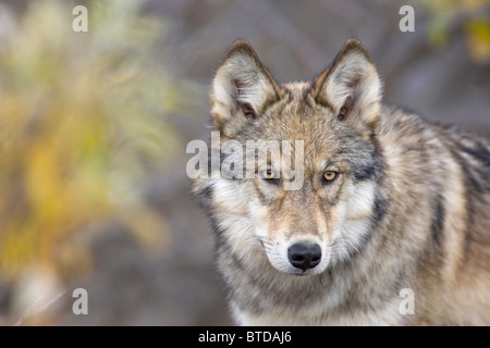 Portrait of the alpha female Grey Wolf (Canis lupus) of the Toklat pack, Denali National Park and Preserve, Alaska, Fall Stock Photo