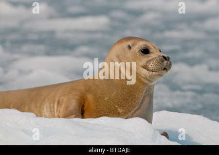 Harbor Seal rests on ice floe near Surprise Glacier in Harriman Fjord, Prince William Sound, Southcentral Alaska, Summer Stock Photo