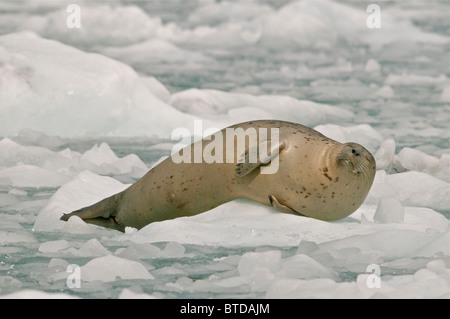 Harbor seal sleeps on ice floe near Harvard Glacier in College Fjord, Prince William Sound, Southcentral Alaska, Summer Stock Photo