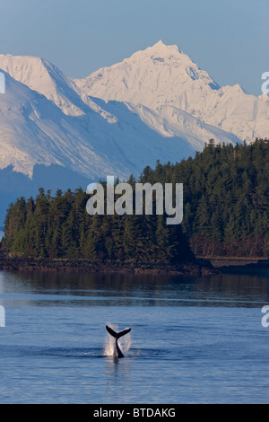 Humpback Whale slaps its flukes on the surface, Lynn Canal, Chilkat Mountains in the background, Alaska COMPOSITE Stock Photo