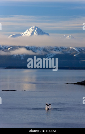 Humpback Whale slaps its flukes on the surface, Lynn Canal, Chilkat Mountains in the background, Alaska COMPOSITE Stock Photo