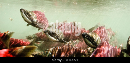 Sockeye Salmon arriving on spawning grounds in Power Creek, Copper River Delta, Prince William Sound, Alaska Stock Photo