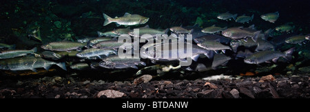 Dolly Varden char with Pink salmon and Coho salmon schooling in spawning grounds, Hartney Creek, Prince William Sound, Alaska Stock Photo