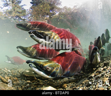 Mature male Sockeye salmon on spawning grounds, Power Creek, Copper River Delta, Prince William Sound,  Southcentral Alaska Stock Photo