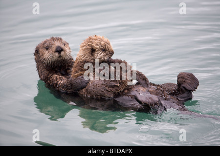 Female Sea otter holds newborn pup while floating in Prince William Sound, Alaska, Southcentral, Winter