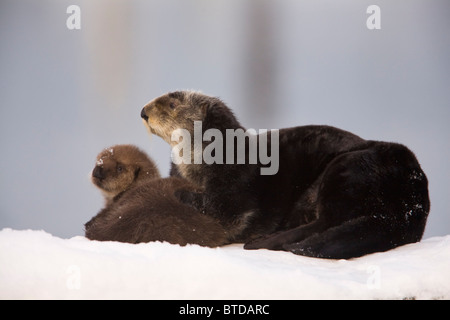 Female Sea Otter hauled out on a snow mound with newborn pup, Prince William Sound, Alaska, Southcentral, Winter Stock Photo