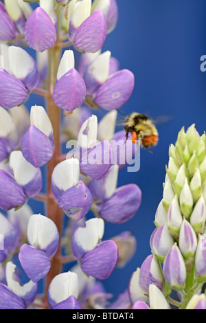 Close up of a bee flying around an Arctic Lupine bloom in Anchorage, Southcentral Alaska, Summer Stock Photo