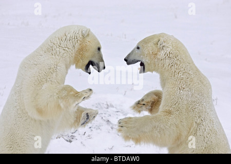 Two adult Polar Bears (Ursus maritimus) stand on their hind legs and play fight in Churchill, Manitoba, Canada, Winter Stock Photo