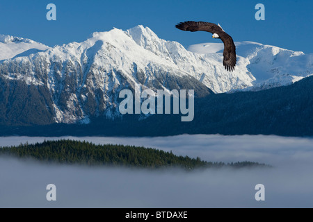 Bald Eagle soars above the Inside Passage and Tongass National Forest, and Coast Mountains, Alaska, Winter, COMPOSITE Stock Photo