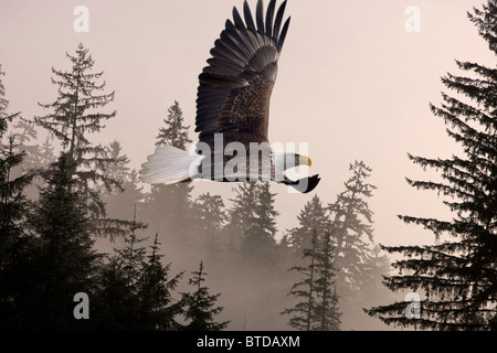 Bald Eagle soars through mist in the Tongass National Forest, Southeast Alaska, Winter, COMPOSITE Stock Photo