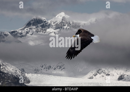 Bald Eagle soars above the snow and ice of Mendenhall Glacier in the background, Southeast Alaska, Winter, COMPOSITE Stock Photo