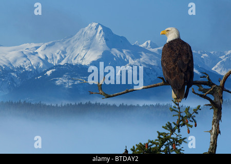 Bald Eagle perched on Spruce branch overlooking the Chilkat Mountains and fog filled Tongass National Forest, Alaska COMPOSITE Stock Photo