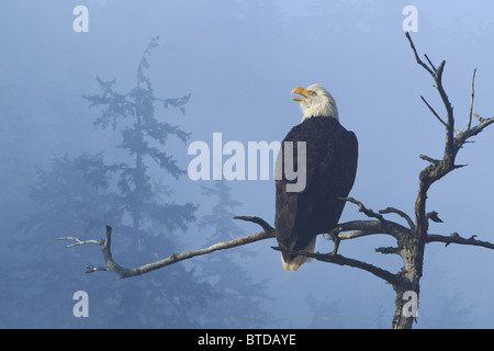 Bald Eagle perched in the top of an old Spruce tree on a misty morning in the Tongass National Forest, Alaska, , COMPOSITE
