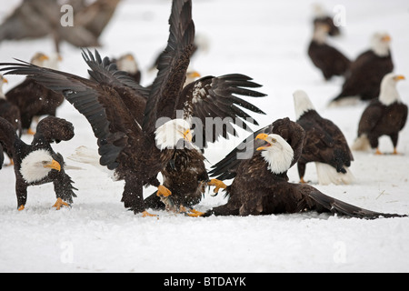 Two adult Bald Eagles fight on the snow covered ground over a herring fish  Homer Spit, Homer, Kenai Peninsula, Alaska Stock Photo