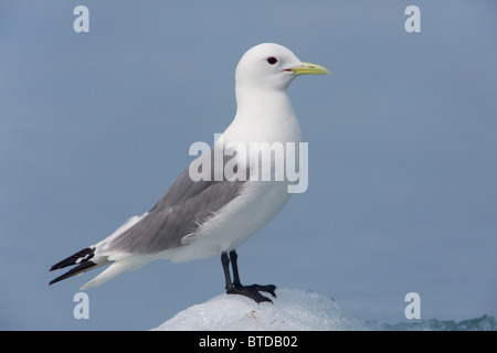 Black-legged Kittiwake standing on an iceberg, Columbia Bay, Prince William Sound, Southcentral Alaska Stock Photo