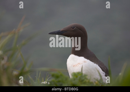 Common Murre on Saint Paul Island, Pribilof Islands, Bering Sea, Southwest Alaska Stock Photo