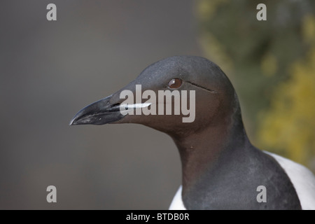 Portrait of a Thick-billed Murre, Saint Paul Island, Pribilof Islands, Bering Sea, Southwest Alaska Stock Photo