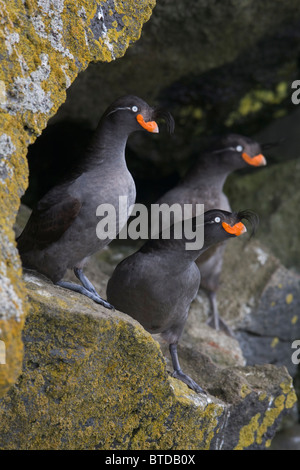Three Crested Auklets perched in a small cave on a cliff, St. Paul Island, Pribilof Islands, Bering Sea, Southwest Alaska Stock Photo