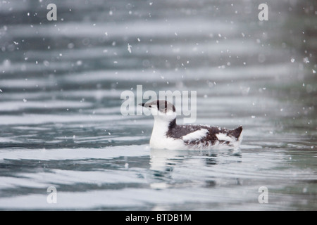 Marbled murrelet with winter plumage swimming during a snowfall in Prince William Sound, Alaska,  Winter, IUCN Endangered Stock Photo