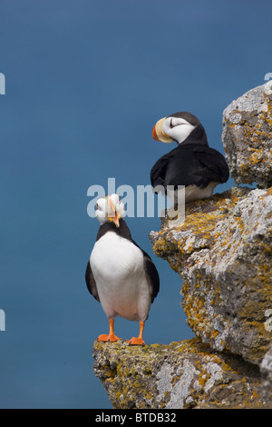 Horned Puffin pair perched on rock ledge with the Bering Sea in background, Saint Paul Island, Pribilof Islands, Alaska Stock Photo