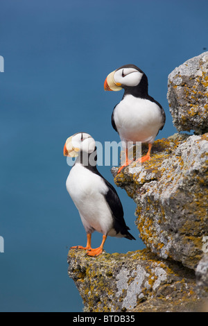 Horned Puffin pair perched on rock ledge with the Bering Sea in background, Saint Paul Island, Pribilof Islands, Alaska Stock Photo