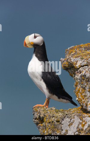 Horned Puffin perched on rock ledge with the Bering Sea in background, Saint Paul Island, Pribilof Islands, Bering Sea, Alaska Stock Photo