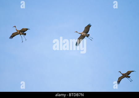 Three Lesser Sandhill Cranes in flight over Creamer's Field Migratory Waterfowl Refuge, Fairbanks, Interior Alaska, Summer Stock Photo