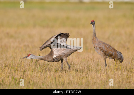 Two Lesser Sandhill Cranes, stand in grass at Creamer's Field Migratory Waterfowl Refuge, Fairbanks, Alaska Stock Photo