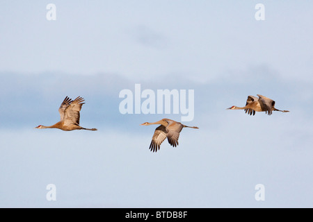 View of three Sandhill Cranes in flight over Creamer's Field, Fairbanks, Interior Alaska Stock Photo