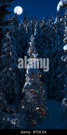 Heavy snow laden spruce trees, one with Christmas lights near UAA Arts building in Anchorage, Alaska, COMPOSITE Stock Photo