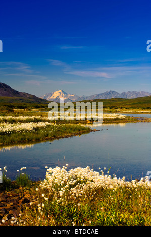 View of the Alaska Range from the Denali Highway with cotton grass in the foreground, Interior Alaska, Summer Stock Photo