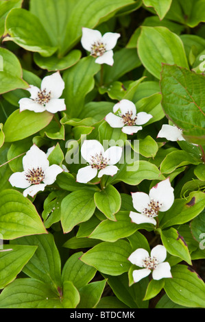 Close up view of Dwarf Dogwood on a trail near Campbell Creek and the Anchorage Coastal Wildlife Refuge, Anchorage,  Alaska Stock Photo