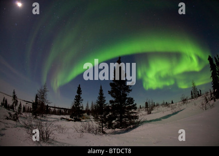 Wide angle view of Green Northern Lights (Aurora borealis) against a moonlit sky in Wapusk National Park, Manitoba, Canada Stock Photo