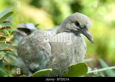 A young fledgling Collared Dove finds a safe place to sit in a secluded garden Stock Photo