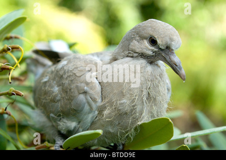 A young fledgling Collared Dove finds a safe place to sit in a secluded garden Stock Photo