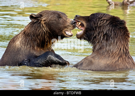 CAPTIVE Grizzly Bears play fighting at the Alaska Wildlife Conservation Center, Alaska Stock Photo