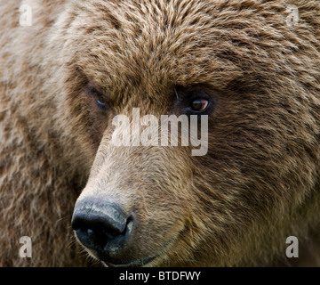 Close up portrait of a Brown bear in Hallo Bay, Katmai National Park, Southwest Alaska, Summer Stock Photo