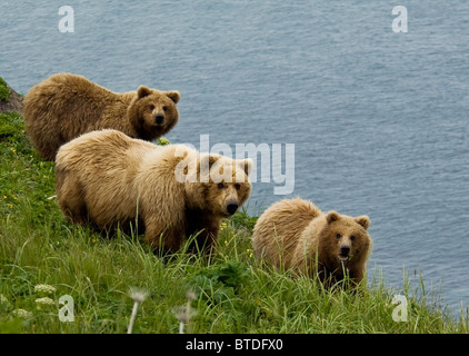 Brown bear sow and cubs eating sedge grasses in Hallo Bay, Katmai National Park, Southwest Alaska, Summer Stock Photo