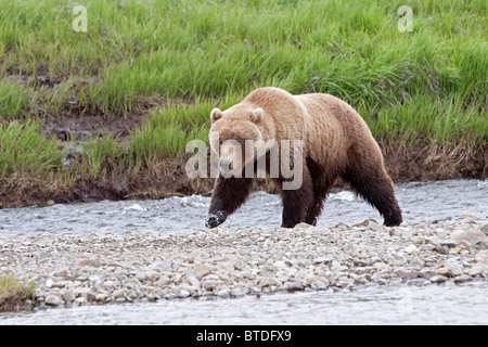 An adult Brown Bear walks along a rocky island in Mikfik Creek, McNeil River State Game Sanctuary, Southwest Alaska, Summer/n Stock Photo