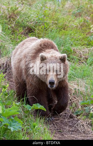 Adult Brown Bear walks along a trail near Mikfik Creek, McNeil River State Game Sanctuary, Southwest Alaska, Summer/n Stock Photo