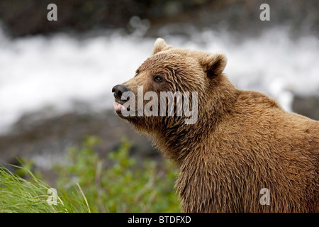 Portrait of an adult Brown Bear sticking its tongue out, McNeil River State Game Sanctuary, Southwest Alaska, Summer Stock Photo