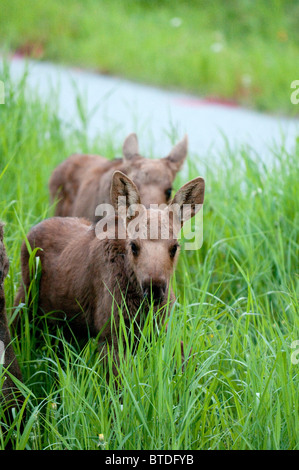 A pair of moose calves standing in the tall grasses along Jewel Lake road in Anchorage, Southcentral Alaska, Summer Stock Photo