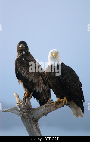 An immature and mature bald eagle perch on a tree stump on Homer Spit, Kenai Peninsula, Southcentral Alaska, Winter Stock Photo
