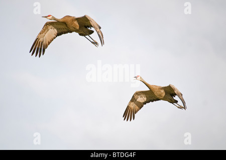 Two Lesser Sandhill Cranes in flight over Creamer's Field, Fairbanks, Alaska, Summer, Digitally altered Stock Photo