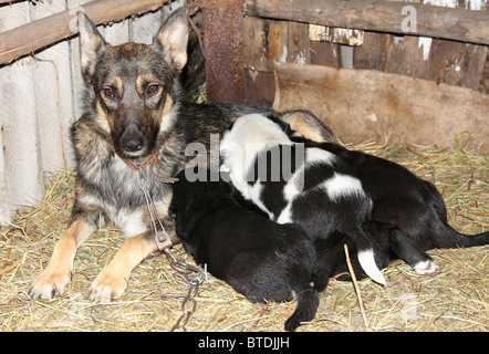 newborn puppies sucking milk from mother dog Stock Photo