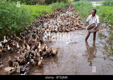 Duck farming in Alappuzha, Kerala, India. Stock Photo